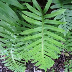 Photographie n°2333839 du taxon Polypodium cambricum L. [1753]