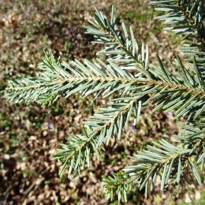 Photographie n°2333858 du taxon Abies alba Mill. [1768]