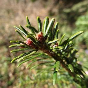 Photographie n°2333861 du taxon Abies alba Mill. [1768]