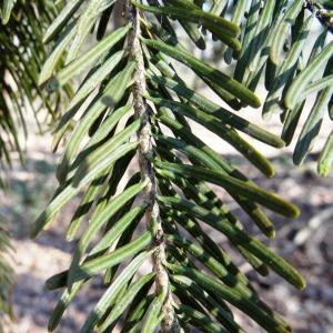 Photographie n°2333866 du taxon Abies alba Mill. [1768]