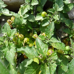 Photographie n°2333891 du taxon Solanum villosum Mill. [1768]