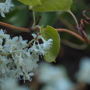 Photographie n°2333893 du taxon Fallopia aubertii (L.Henry) Holub [1971]