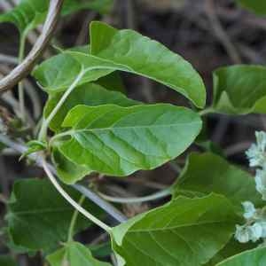 Photographie n°2333894 du taxon Fallopia aubertii (L.Henry) Holub [1971]