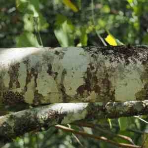 Photographie n°2333931 du taxon Fraxinus excelsior L. [1753]