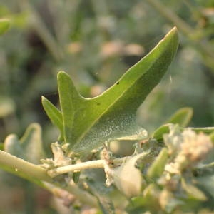 Photographie n°2333937 du taxon Atriplex tatarica L. [1753]