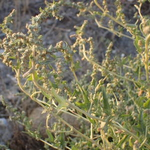 Photographie n°2333941 du taxon Atriplex tatarica L. [1753]