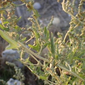 Photographie n°2333942 du taxon Atriplex tatarica L. [1753]