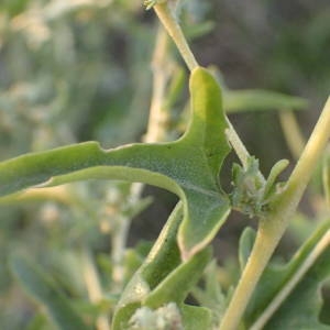 Photographie n°2333943 du taxon Atriplex tatarica L. [1753]