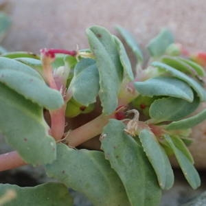 Photographie n°2333960 du taxon Euphorbia peplis L. [1753]