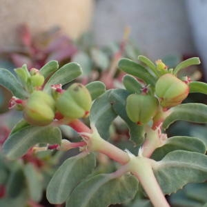 Photographie n°2333972 du taxon Euphorbia peplis L. [1753]