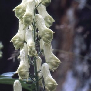 Photographie n°2334012 du taxon Aconitum lycoctonum L. [1753]