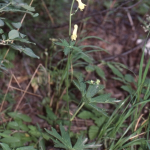 Photographie n°2334013 du taxon Aconitum lycoctonum L. [1753]