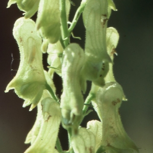 Photographie n°2334015 du taxon Aconitum lycoctonum L. [1753]
