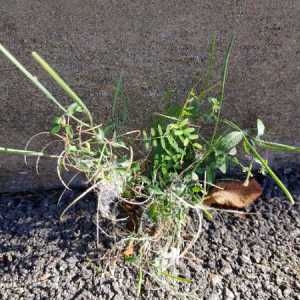 Photographie n°2334019 du taxon Epilobium lanceolatum Sebast. & Mauri [1818]