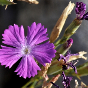  - Dianthus scaber Chaix [1785]