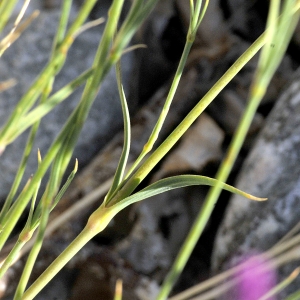  - Dianthus scaber Chaix [1785]