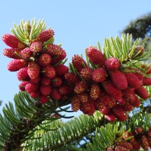 Photographie n°2334037 du taxon Abies alba Mill. [1768]