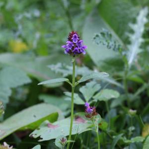 Photographie n°2334041 du taxon Prunella vulgaris L. [1753]