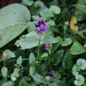 Photographie n°2334043 du taxon Prunella vulgaris L. [1753]