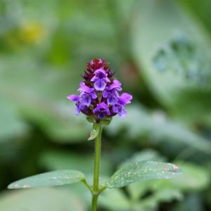 Photographie n°2334046 du taxon Prunella vulgaris L. [1753]