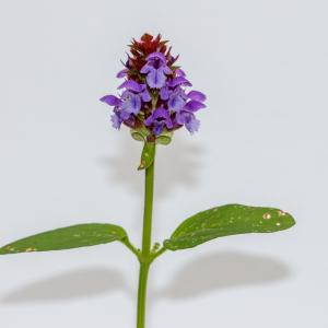 Photographie n°2334047 du taxon Prunella vulgaris L. [1753]