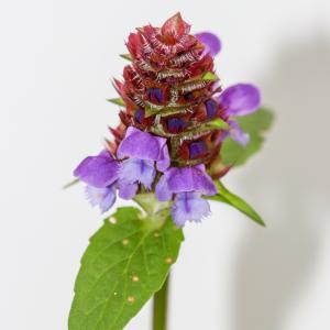 Photographie n°2334049 du taxon Prunella vulgaris L. [1753]