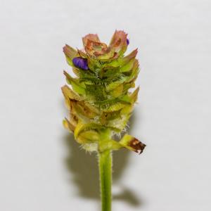 Photographie n°2334055 du taxon Prunella vulgaris L. [1753]