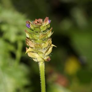 Photographie n°2334057 du taxon Prunella vulgaris L. [1753]