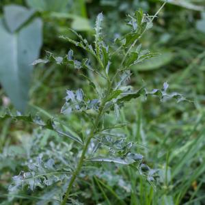 Photographie n°2334071 du taxon Cirsium arvense (L.) Scop. [1772]