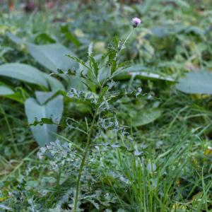 Photographie n°2334072 du taxon Cirsium arvense (L.) Scop. [1772]