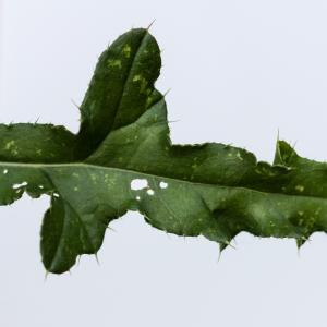 Photographie n°2334073 du taxon Cirsium arvense (L.) Scop. [1772]