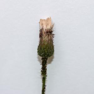 Photographie n°2334075 du taxon Cirsium arvense (L.) Scop. [1772]