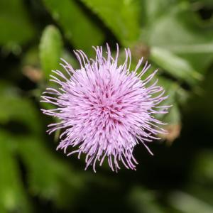 Photographie n°2334076 du taxon Cirsium arvense (L.) Scop. [1772]