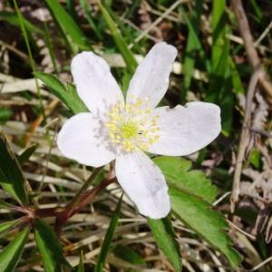 Photographie n°2334079 du taxon Anemone nemorosa L. [1753]