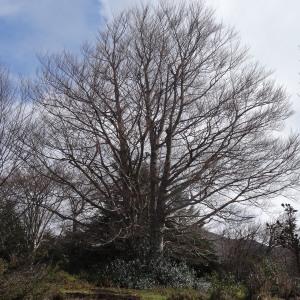 Photographie n°2334080 du taxon Fagus sylvatica L. [1753]