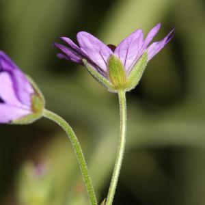 Photographie n°2334089 du taxon Geranium molle L. [1753]