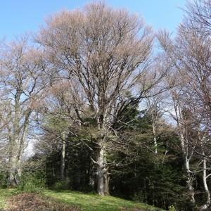 Photographie n°2334090 du taxon Fagus sylvatica L. [1753]