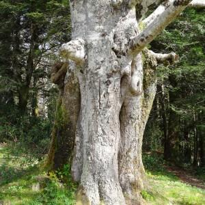 Photographie n°2334091 du taxon Fagus sylvatica L. [1753]