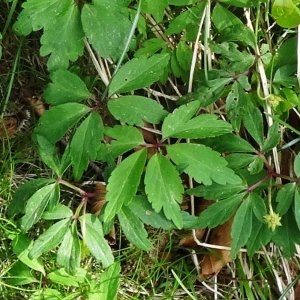 Photographie n°2334093 du taxon Anemone nemorosa L. [1753]