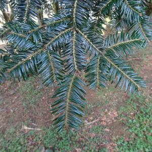 Photographie n°2334099 du taxon Abies alba Mill. [1768]