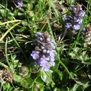 Photographie n°2334118 du taxon Ajuga reptans L. [1753]