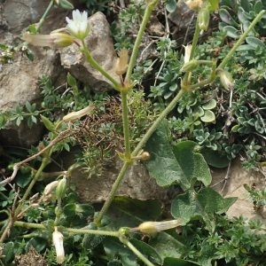Photographie n°2334144 du taxon Cerastium fontanum subsp. vulgare (Hartm.) Greuter & Burdet [1982]