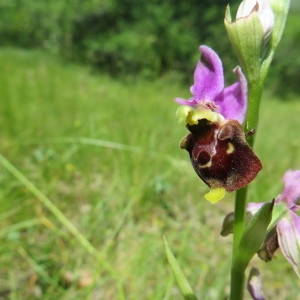 Photographie n°2334157 du taxon Ophrys fuciflora subsp. fuciflora