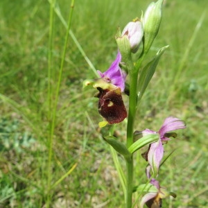  - Ophrys fuciflora subsp. fuciflora