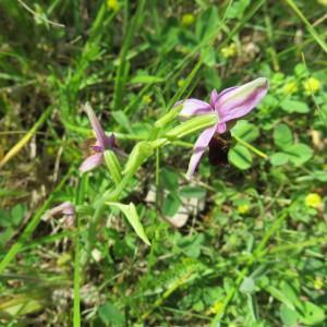 Photographie n°2334159 du taxon Ophrys fuciflora subsp. fuciflora