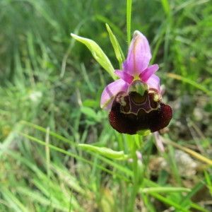 Photographie n°2334160 du taxon Ophrys fuciflora subsp. fuciflora