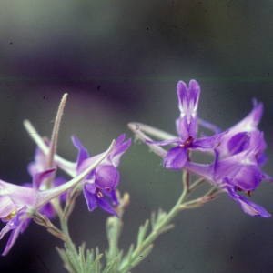  - Delphinium consolida L. [1753]