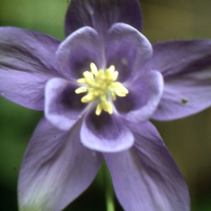 Photographie n°2334173 du taxon Aquilegia vulgaris L. [1753]