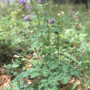 Photographie n°2334174 du taxon Aquilegia vulgaris L. [1753]