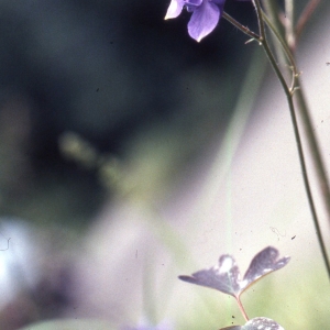 Photographie n°2334177 du taxon Aquilegia vulgaris L. [1753]